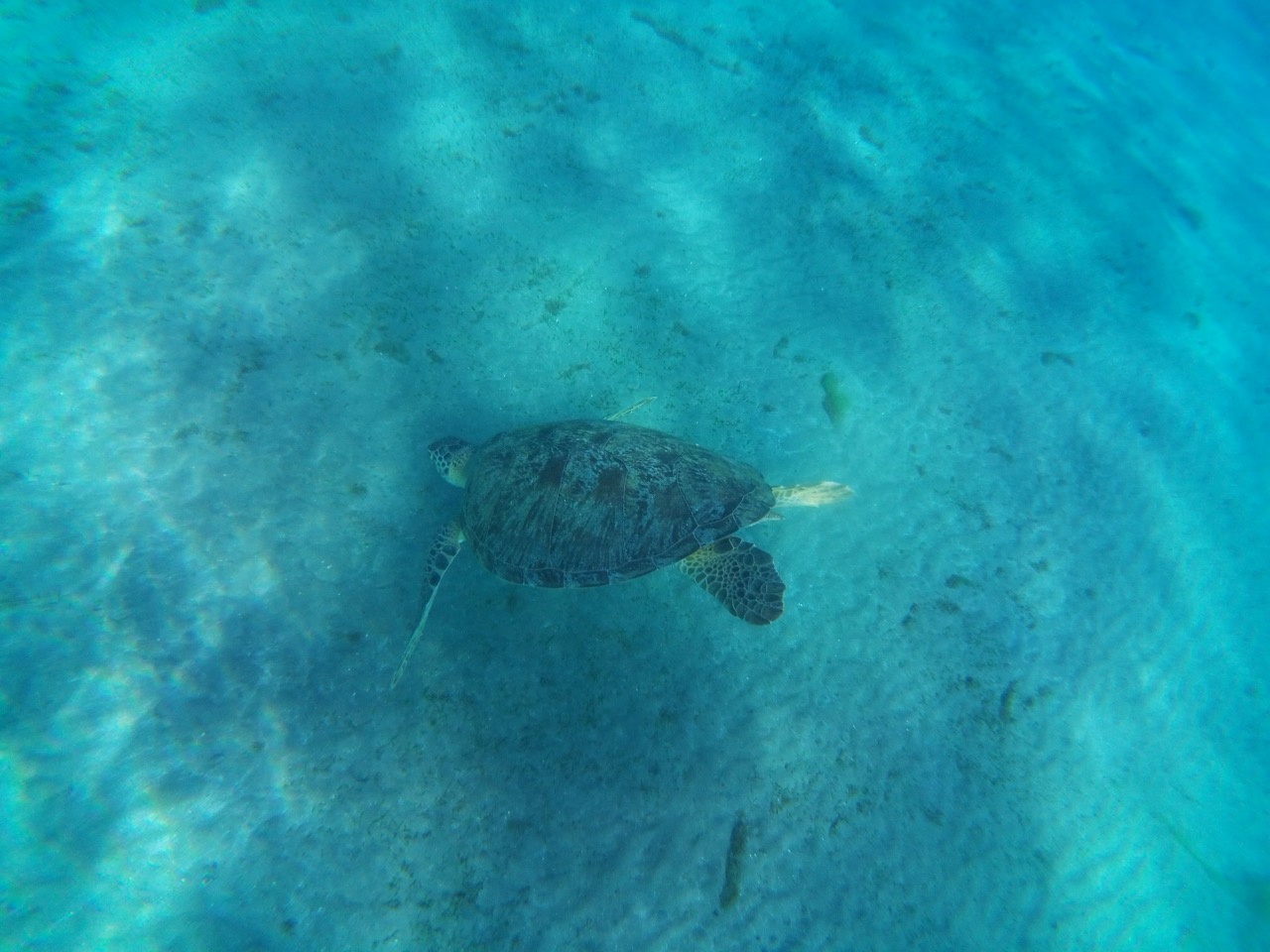 Sea turtle swimming over the sandy seabed at Abu Dabbab, Marsa Alam.