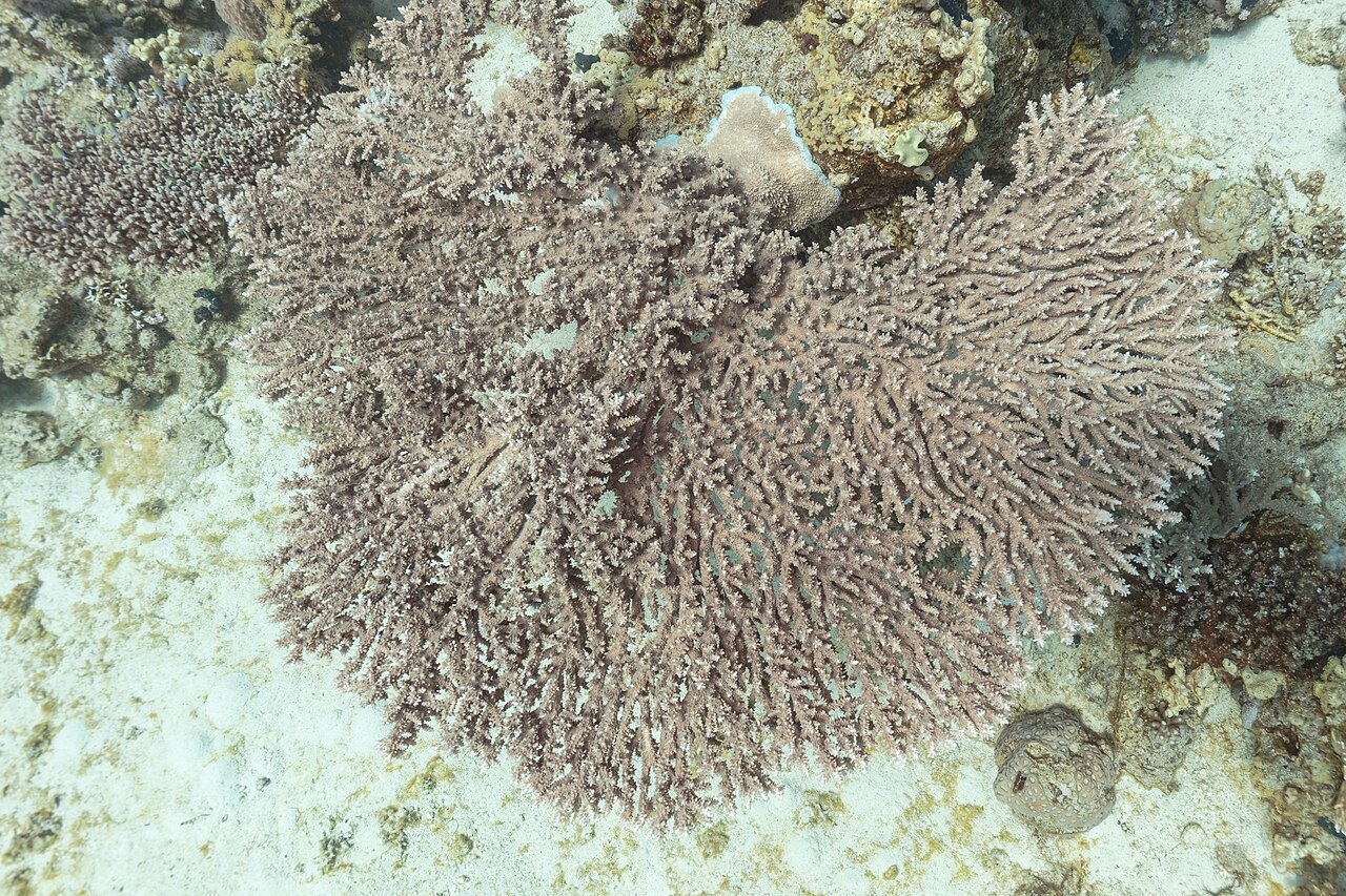Branching table coral underwater in Ras Mohammed National Park, Egypt.